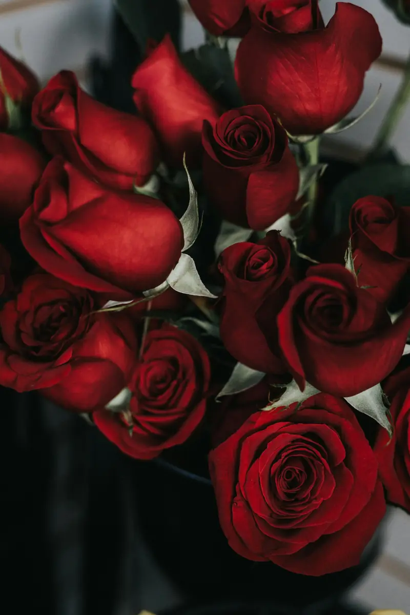 Deep red roses gathered closely together