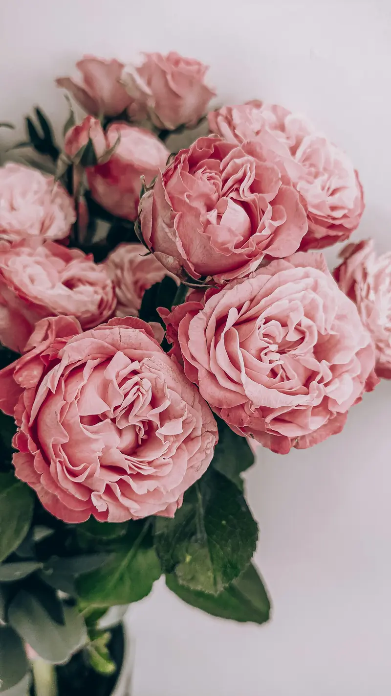Soft pink garden roses in close detail
