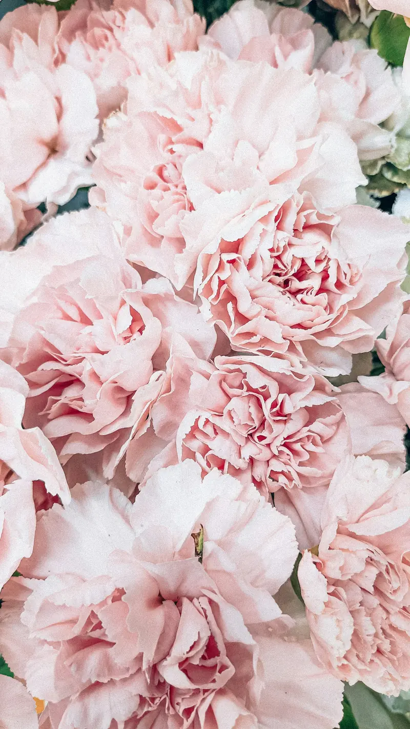 Layers of pale pink carnation petals